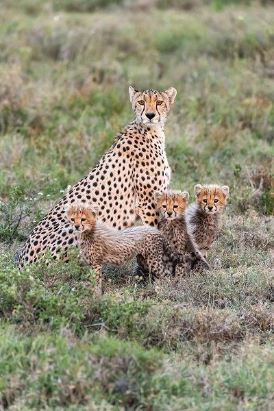 Africa-Tanzania-Serengeti National Park Mother cheetah and young